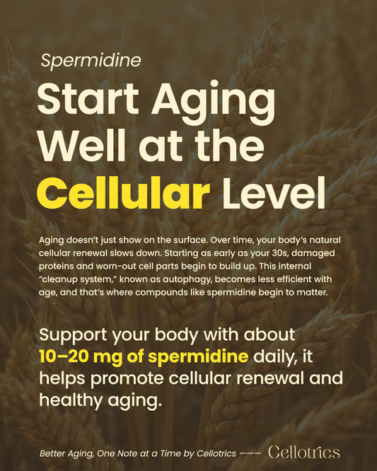 What Is Spermidine? Benefits, Autophagy, Dosage & Anti-Aging Explained