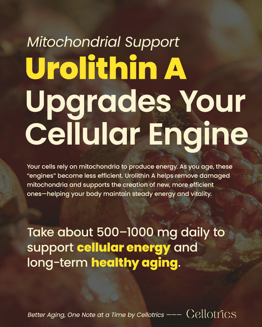 What Is Urolithin A? Benefits, Dosage, Foods, Safety, and Mitochondrial Support