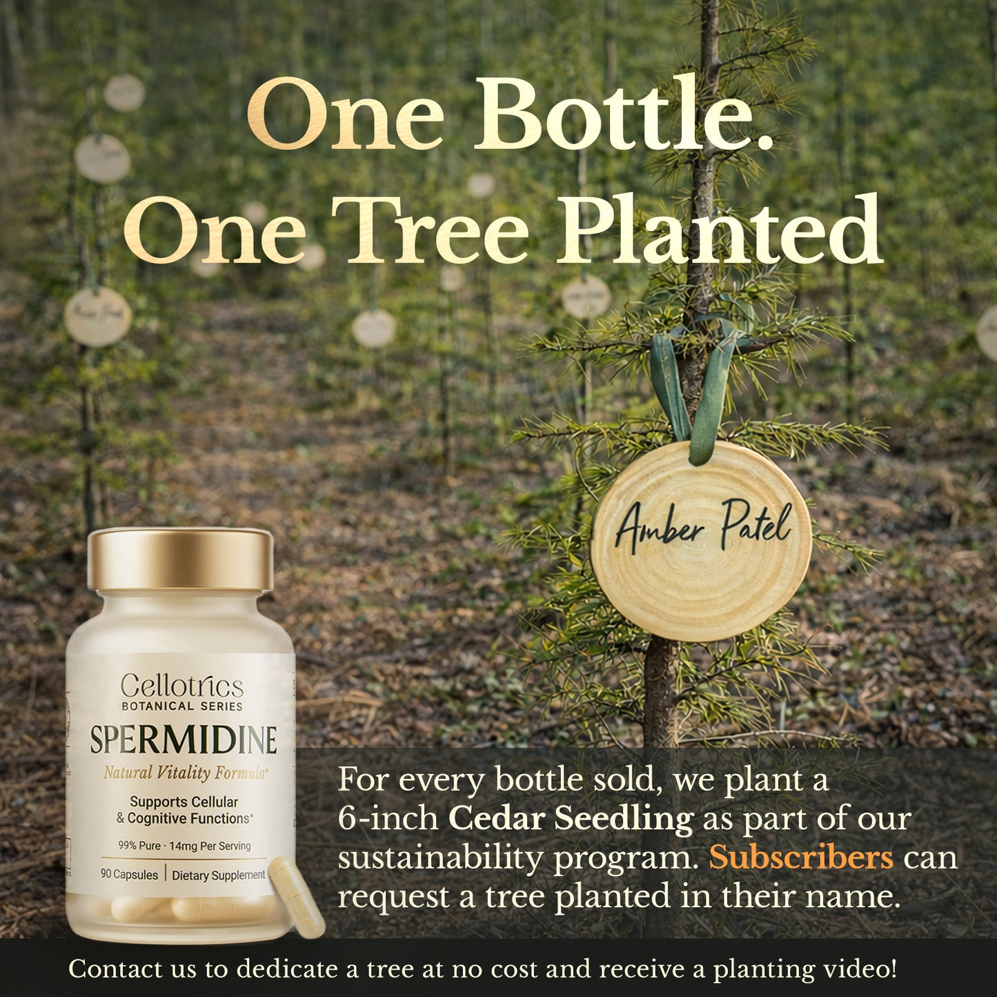 Spermidine Supplements - 1260mg | Ultra-Pure 99% Spermidine