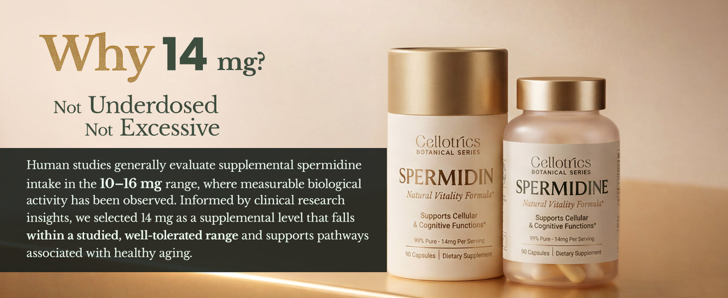 Spermidine Supplements - 1260mg | Ultra-Pure 99% Spermidine